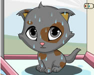 Cute kitten online játék